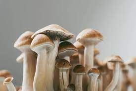 Factors That Influence How Long Shrooms Last