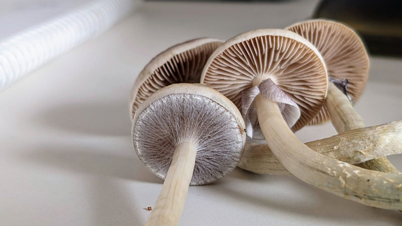 How Long Do Shrooms Last?