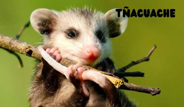 Tñacuache